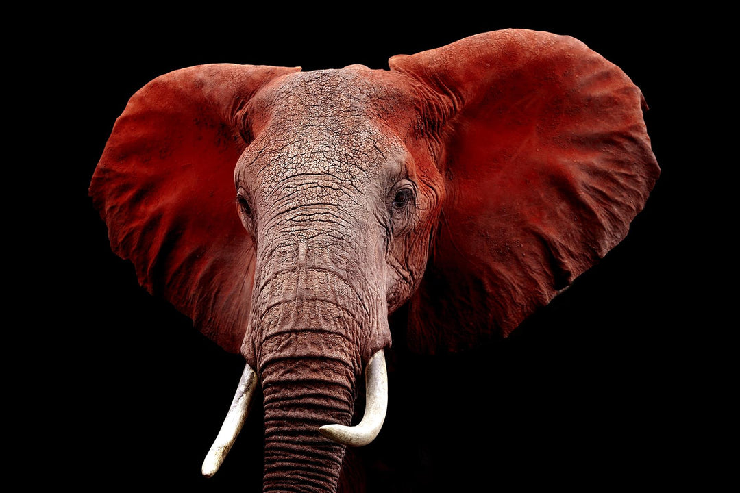 RED ELEPHANT by Classy Art